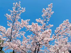-顾村公园