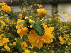 -瀛洲公园
