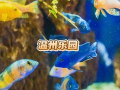 -温州乐园