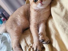 -猫大福·Fortune Cat猫舍(百子湾店)