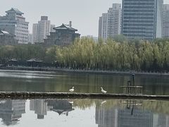 -莲花池公园