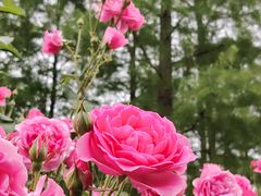 -习家池