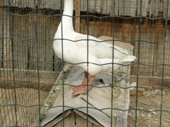 -意大利农场度假村