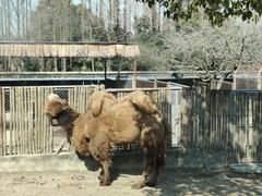 -上海野生动物园