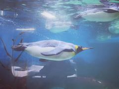 -悉尼海洋生物水族馆