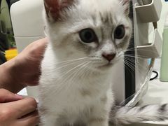 -艾吉宠物医院·疑难杂症转诊中心·猫友好(碧江路院)