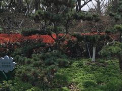 -金鸡湖桃花岛