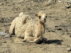-库伦旗银沙湾旅游景区