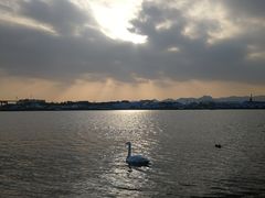 -烟墩角天鹅湖