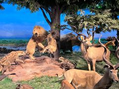 -国家自然博物馆