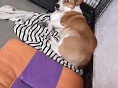 -爱贝特动物医院·猫口炎专科