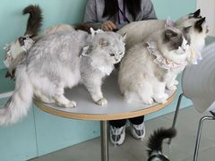 -怪兽屋·羊驼·猫咖·狗咖(俊华广场店)