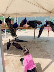 -萌宠亲子动物乐园(槐房万达店)