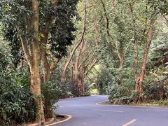 -深圳仙湖植物园