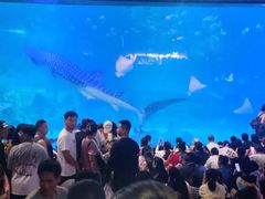 -烟台海昌鲸鲨海洋公园