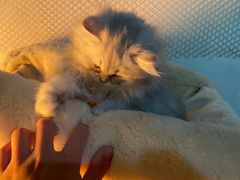 -猫小院猫主题餐厅(三里屯店)