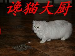 1小猫-向阳屯食村