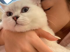 -飞行喵MR PILOT|猫舍·猫咖(静安大融城店)