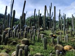 -深圳仙湖植物园