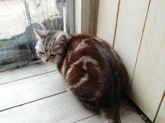 -海边的猫和咖啡馆
