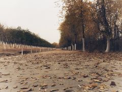 -永定河休闲森林公园