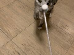 -萌兽医馆·犬猫专科·眼科中心·宠物医院(朝阳门分院)