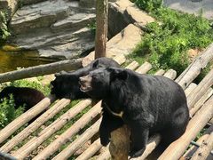 -大连森林动物园