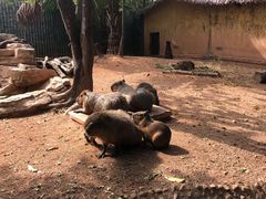 -深圳野生动物园