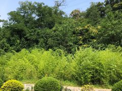-金龙寺国家森林公园