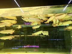 -中环花鸟鱼虫市场