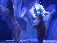 -上海海昌海洋公园
