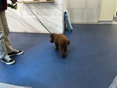 -佩兹宠物医院肿瘤专科·眼科·牙科(黄浦店)