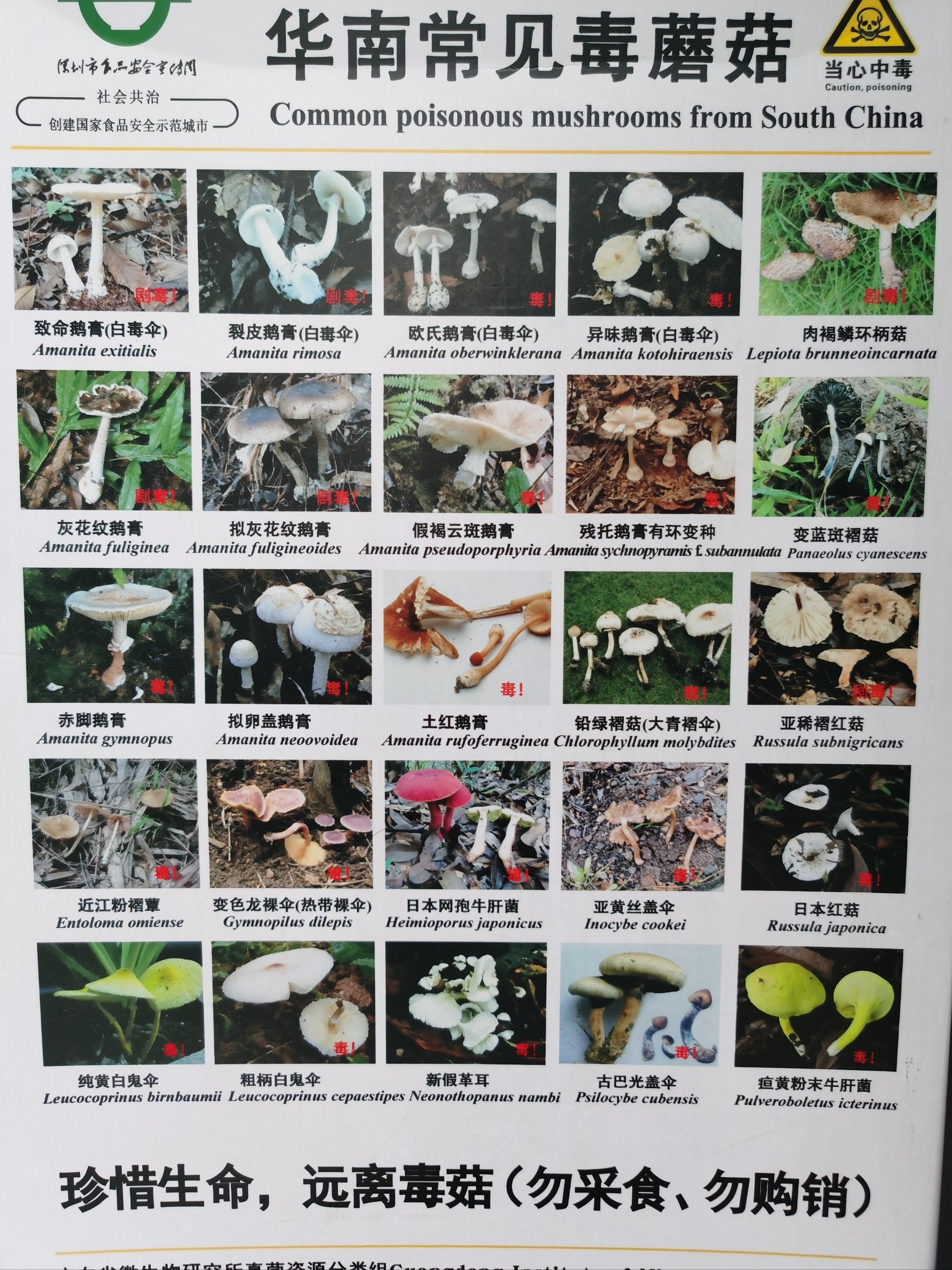 生活常识—华南区常见毒蘑菇