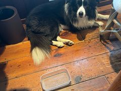 -田小狗的饭店(碧桂园店)