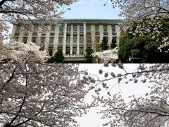 -武汉大学-樱园
