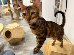 -楼上猫咖(罗湖店)