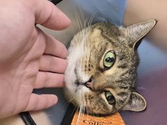 -瑞鹏宠物医院·内科·中兽医·骨科(苗圃店)