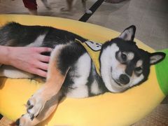 -逗柴咖啡屋·狗咖猫咖宠物桌游