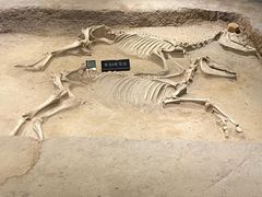 -洛阳周王城天子驾六博物馆