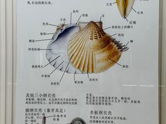 -青岛贝壳博物馆