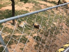 -西霞口神雕山野生动物世界