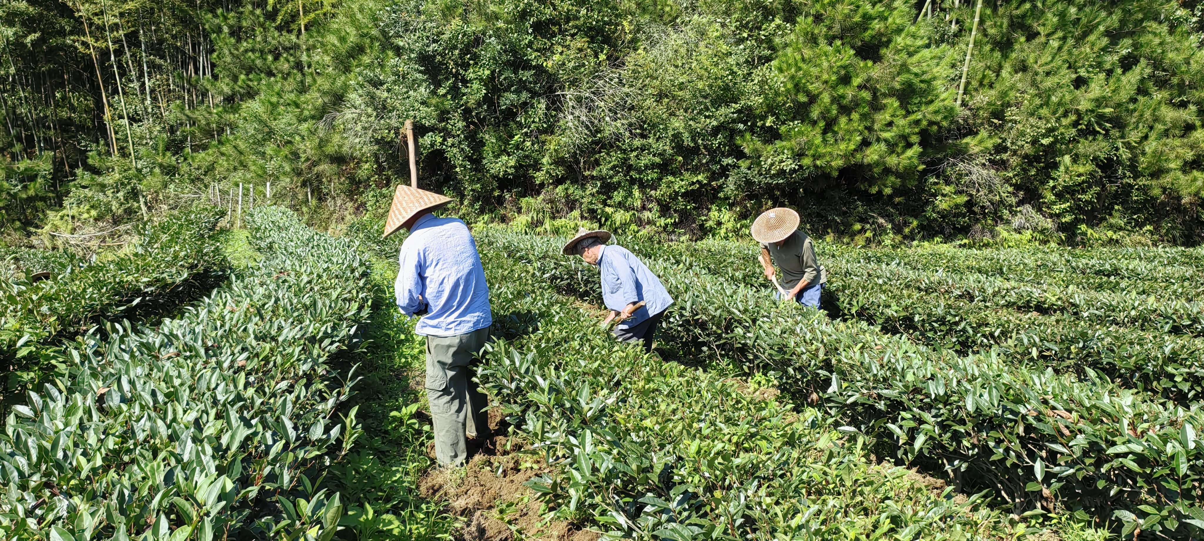 探秘海拔1170多米的深山竹海水仙,茶园松土