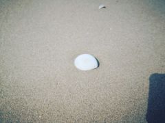 -贝壳沙滩