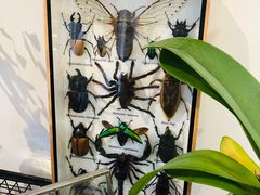 -植物学家的女儿(北马道巷店)