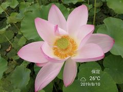 -白洋淀景区