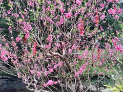 -桃花涧