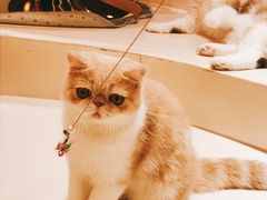 -飞行喵MR PILOT|猫舍·猫咖(静安大融城店)