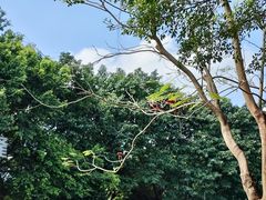 -广州长隆飞鸟乐园