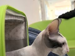 -北京观赏动物医院·24小时大型综合·猫专科·异宠专科