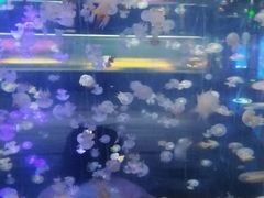 -重庆欢乐海底世界